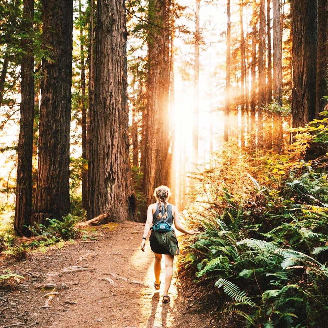 Hiker in Muir Woods during Setting Sun