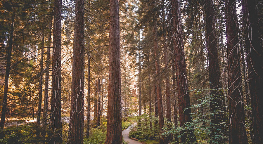 Coastal Redwood Forest Near San Francisco