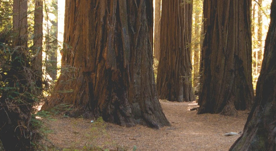 Gigantic Redwoods Near San Francisco