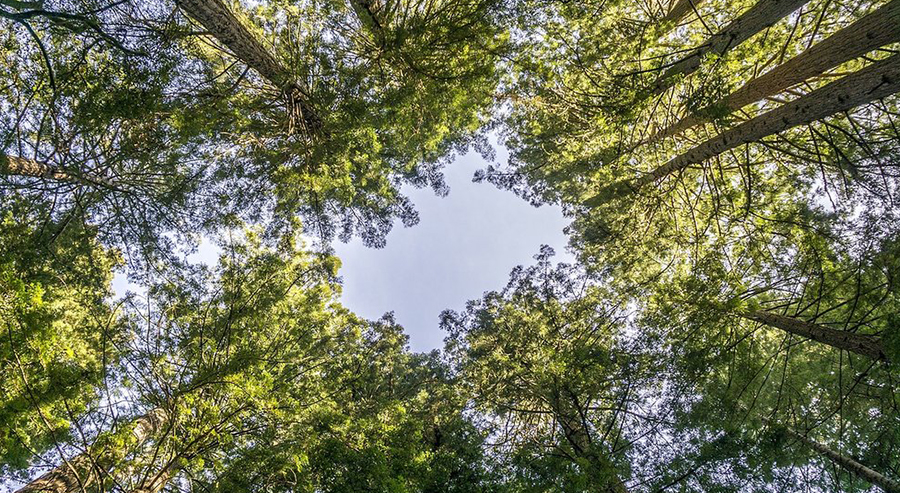 Looking Up at Tree Canopy in Muir Woods