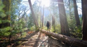 Hiker on Fallen Tree in Muir Woods