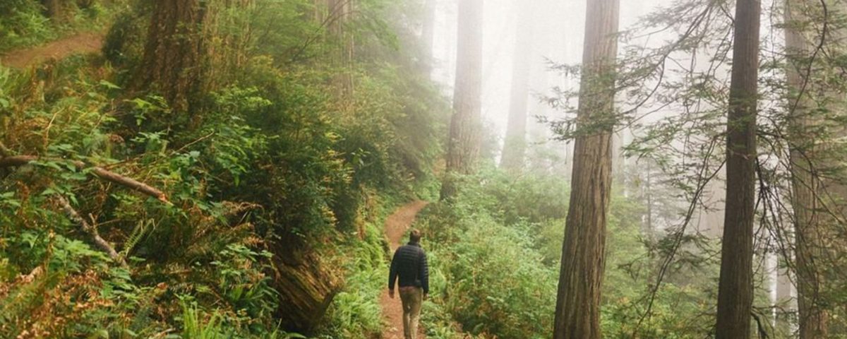 Hiking Muir Woods Trails in Fog