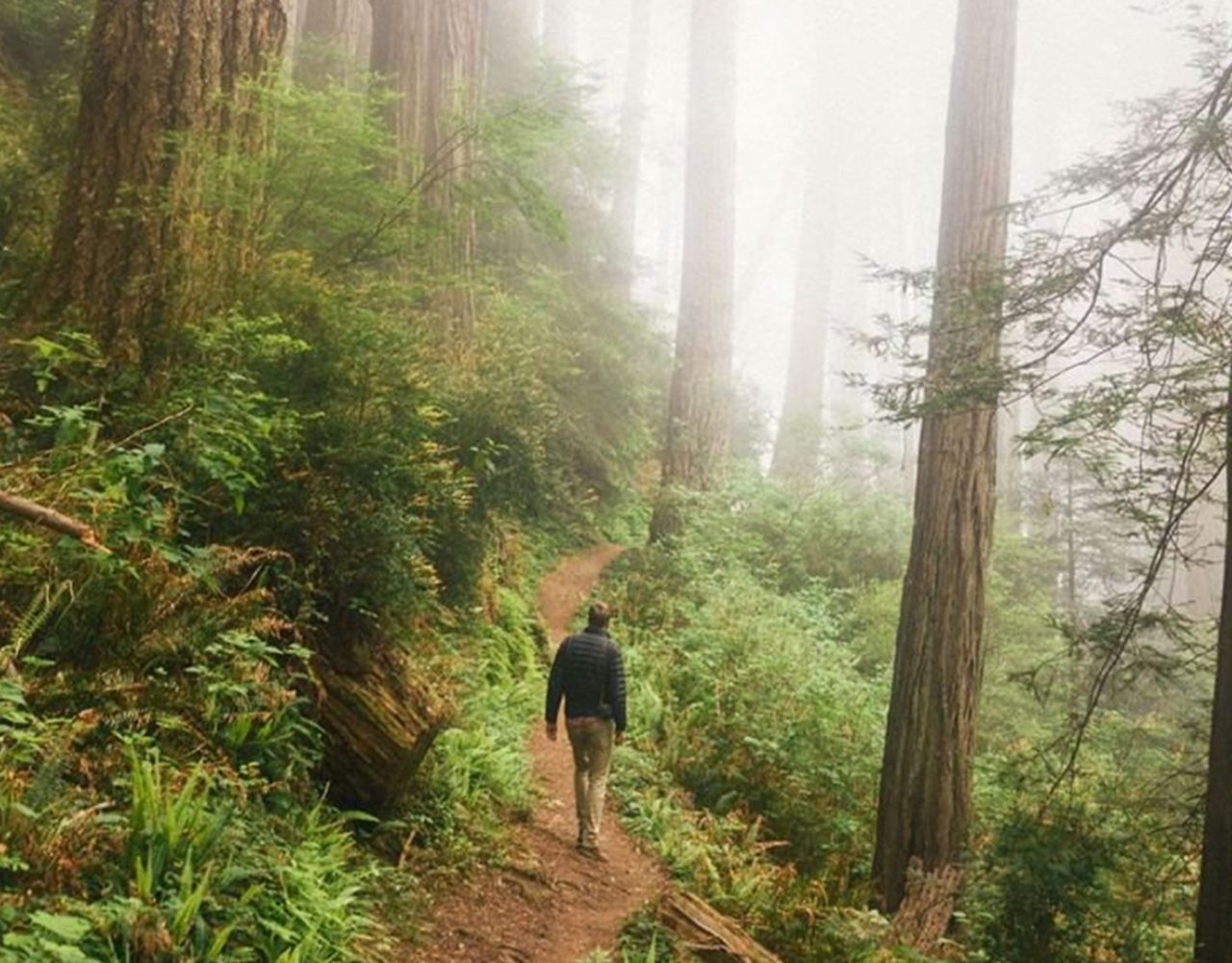 The Easiest Way To Get From San Francisco To Muir Woods Muirwoods