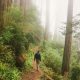 Hiking Muir Woods Trails in Fog