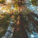 Looking Up at Redwood Canopy in Muir Woods