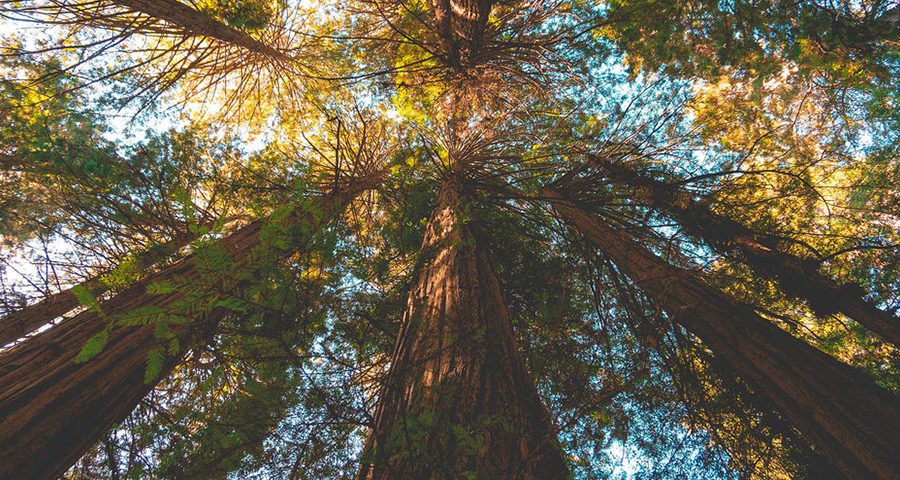 Looking Up at Redwood Canopy in Muir Woods