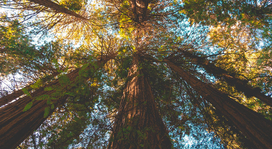 Looking Up at Redwood Canopy in Muir Woods