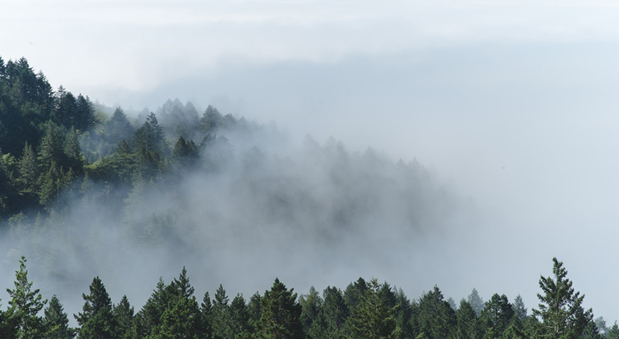 Fog in Trees in San Francisco