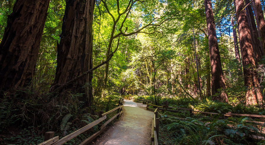 Trail in Muir Woods near San Francisco