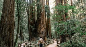 Solo Hiker in Muir Woods