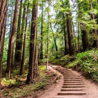 Hiking trail going through redwood forest of Muir Woods National Monument, north San Francisco bay area, California