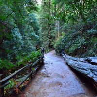 muir-woods-has-several