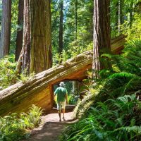 Men in a beautiful forest of giant sequoias in California, USA